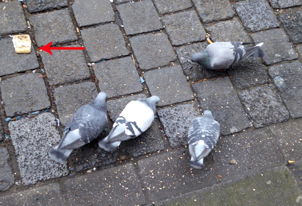 Tauben in derDüsseldorfer Altstadt