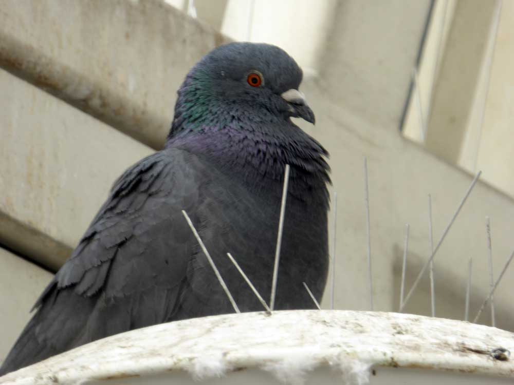 Taubenabwehr An Vielen Gebauden Pro Palomas De