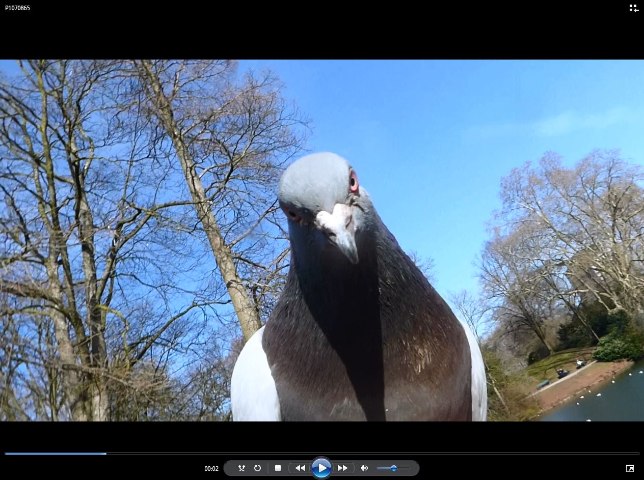 Video-Frame eines Films über Tauben