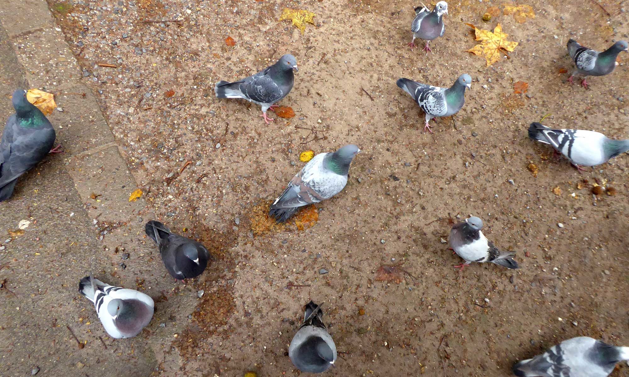 Düsseldorfer Tauben warten auf Futter