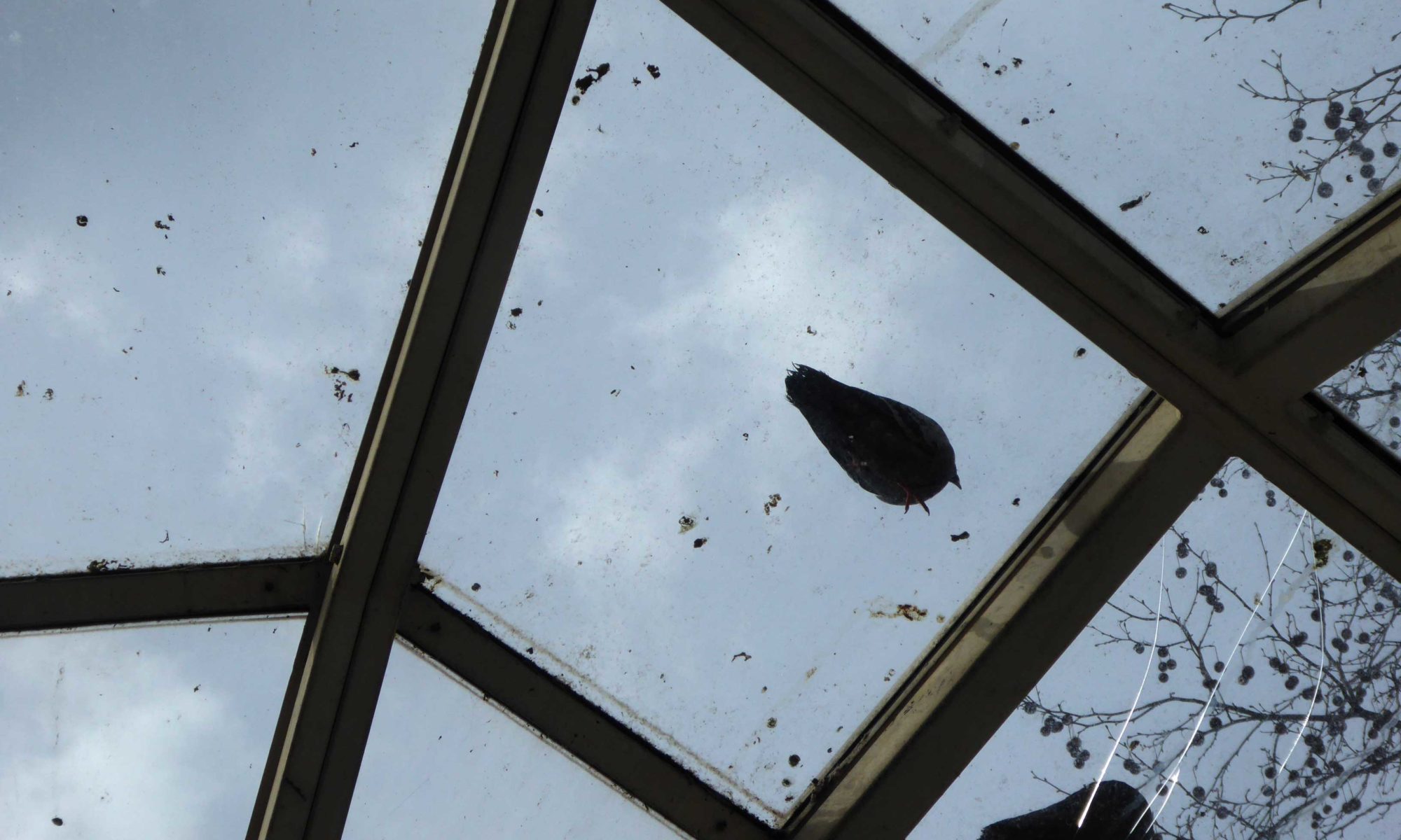 Taubenkot auf einem Glasdach
