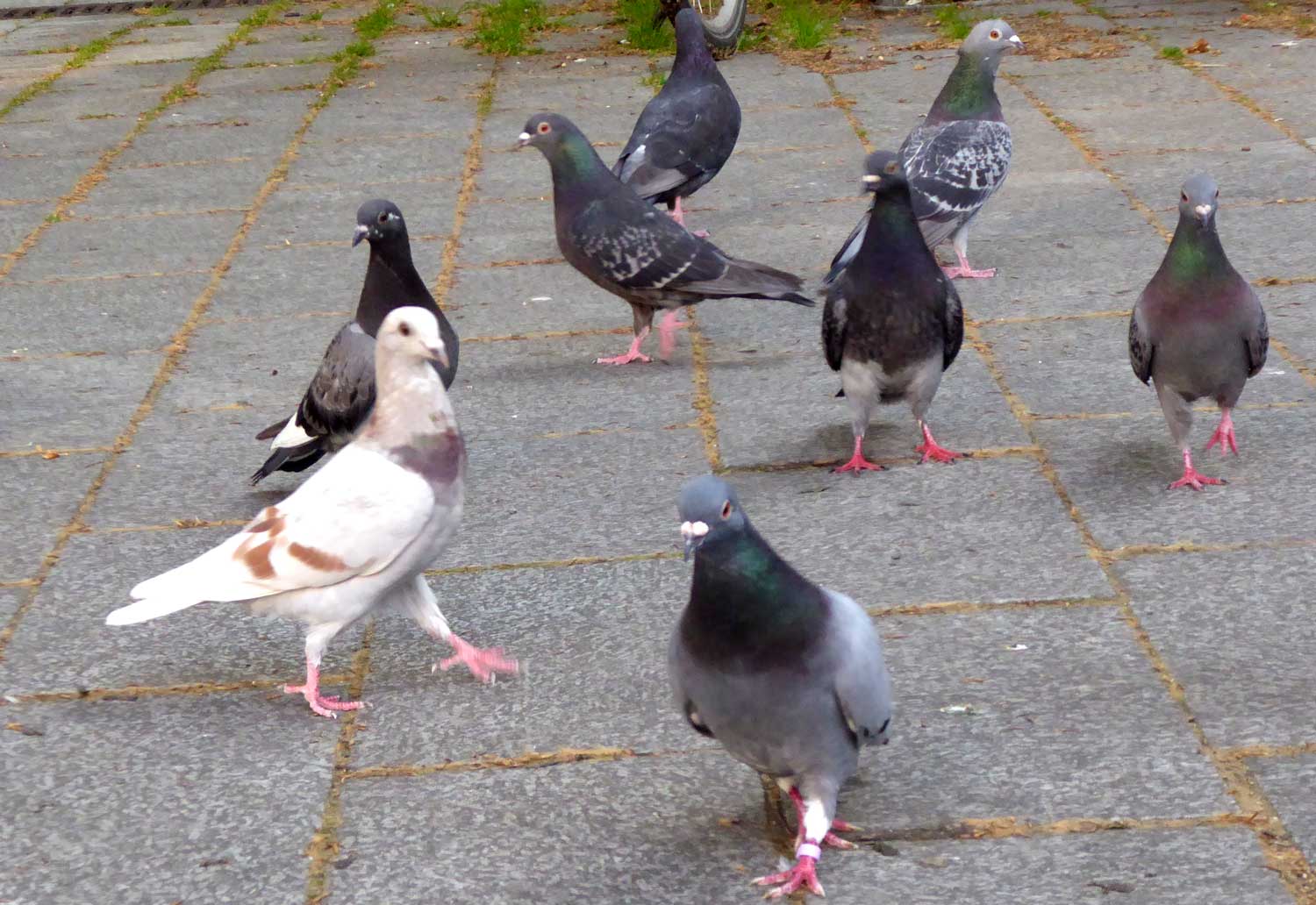 Womit Kann Man Enten Füttern