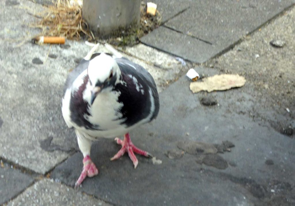 Taube mit amputierten Zehen am Bahnsteig Karl-Arnold-Platz