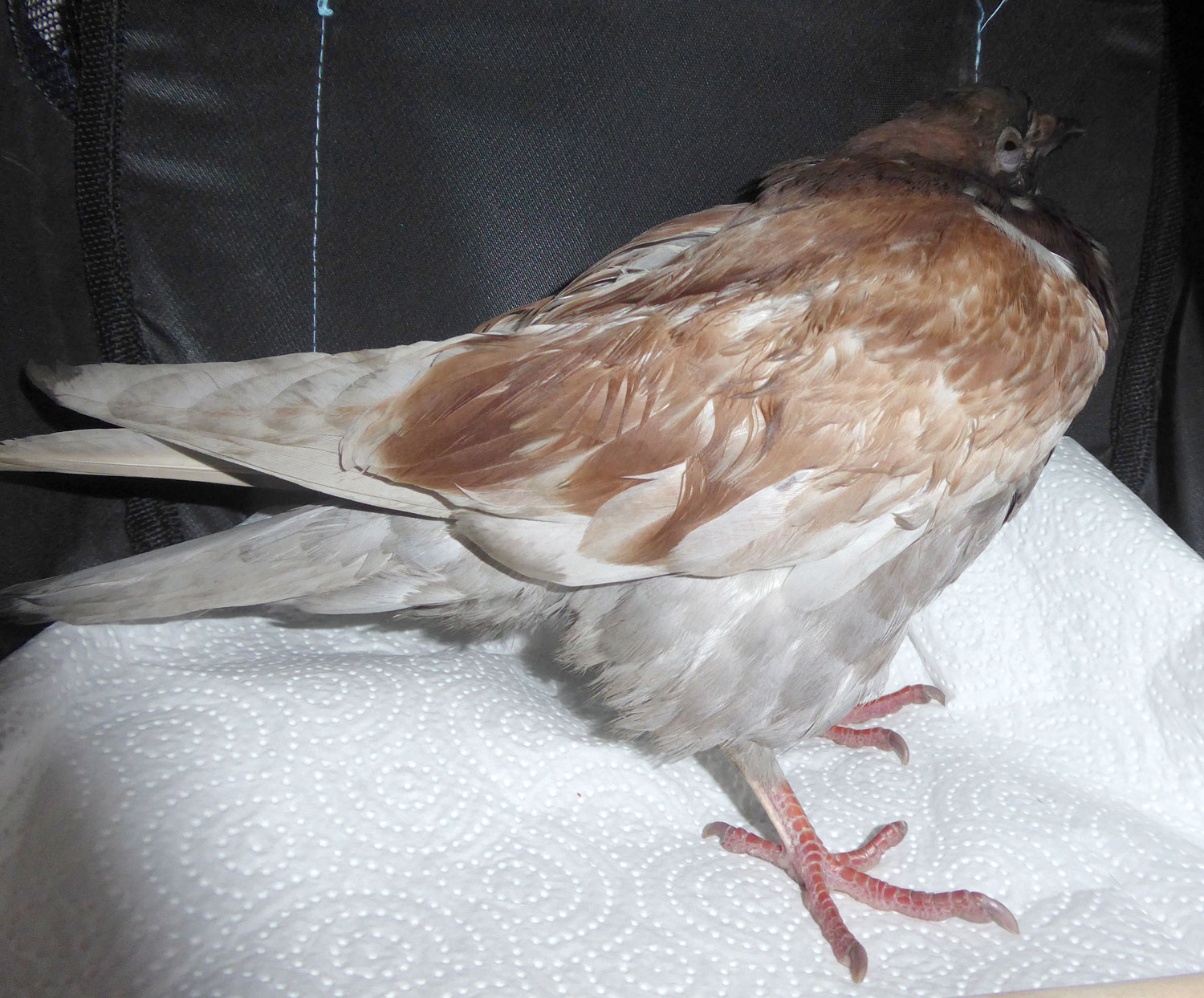 Kranke Taube? Bitte nicht wegsehen propalomas.de