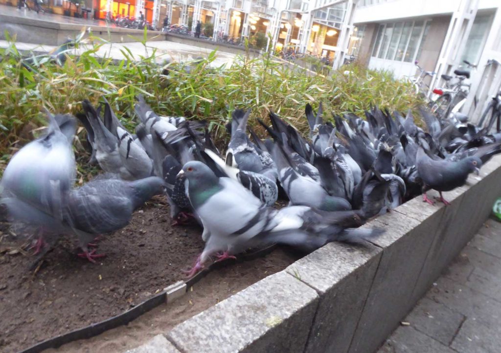 Tauben am Hauptbahnhof