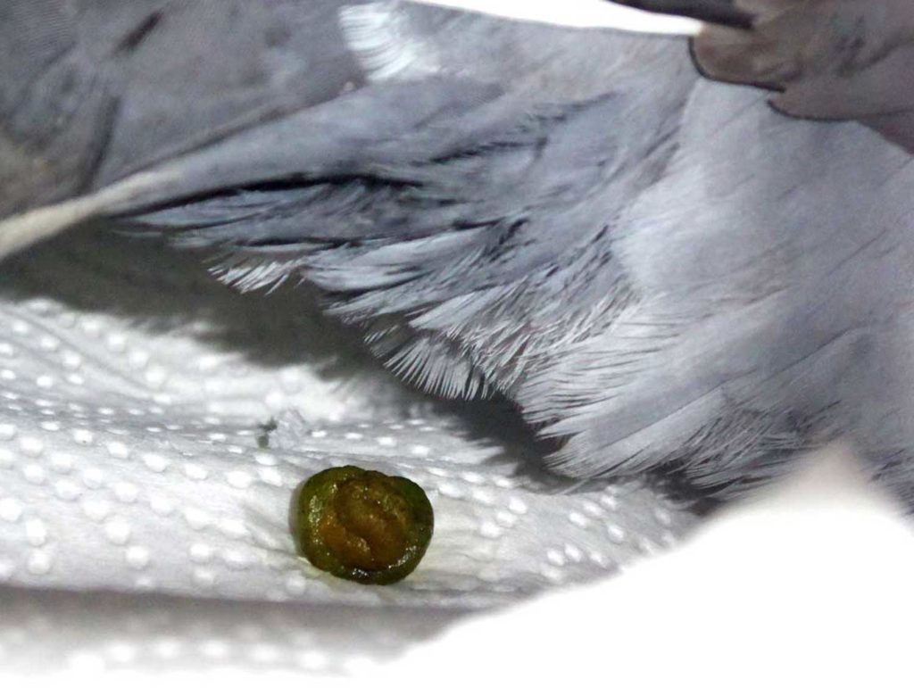 Normalisierter Kot einer Taube, die PMV hat