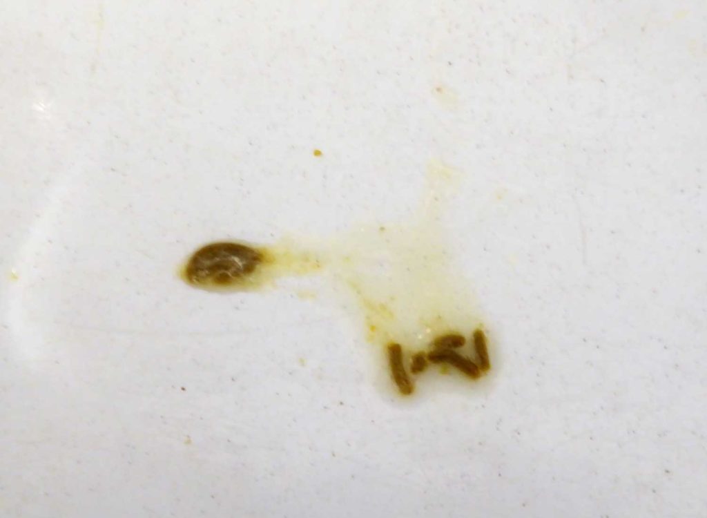 PMV-Anzeichen: Dünner Kot in einer flüssigen Lache