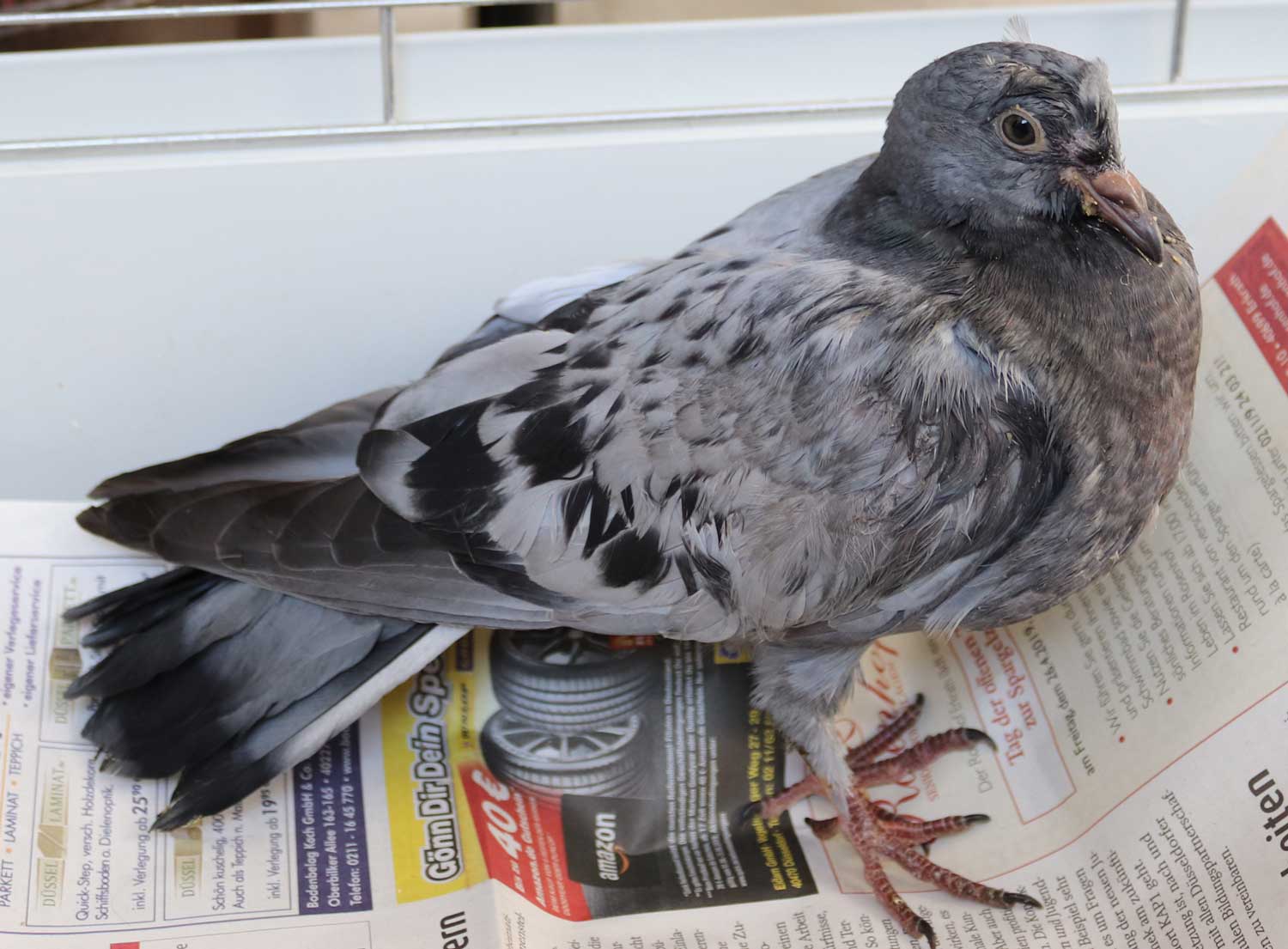 Kloake von Jungtaube mit Kot verklebt Abszess am Taubenfuß