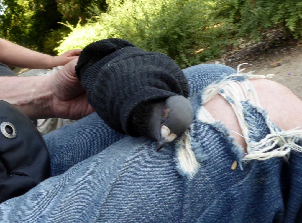 Taube zum Entschnüren in eine ausgediente Socke gepackt