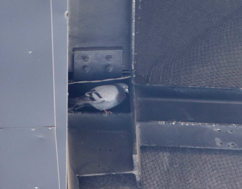 Schwache noch lebende Taube im ISS Dome