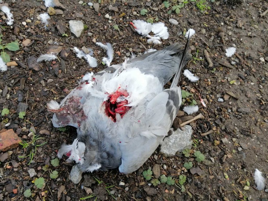 Taube von Krähe getötet
