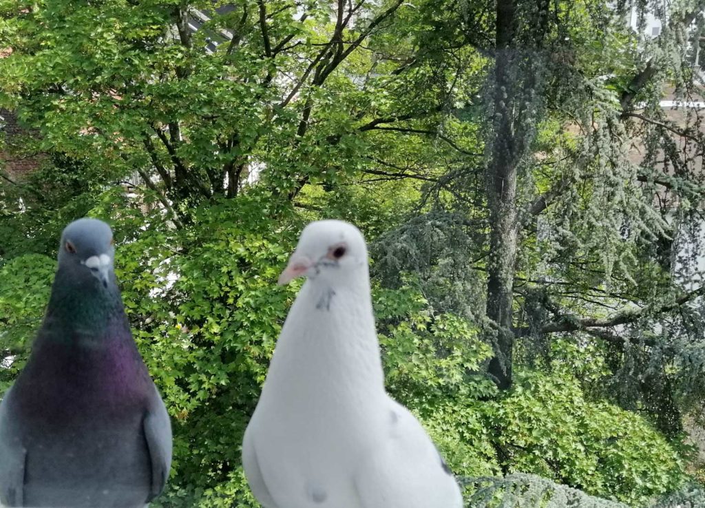 Derenforfer Taubenpärchen Fred und Frieda