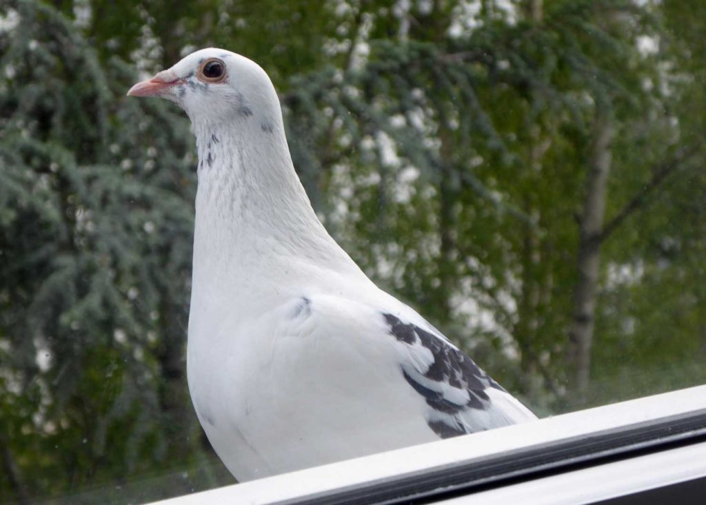 Staddtaube Frieda an meinem Fenster