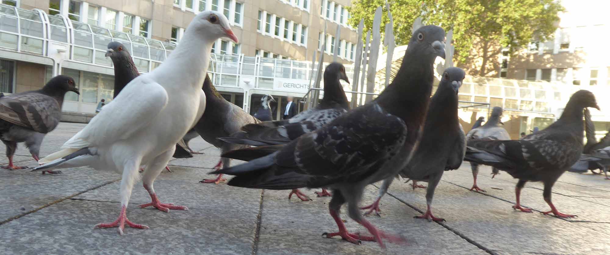 Keine Vogelgrippe unter Stadttauben in Düsseldorf
